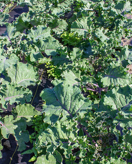 Kale Mistletoe Kalette - West Coast Seeds - Image 3