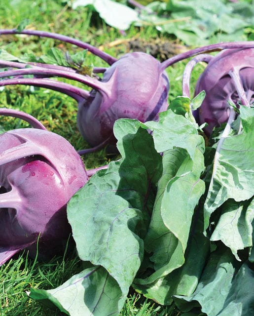 Kohlrabi Purple Vienna - West Coast Seeds - Image 2