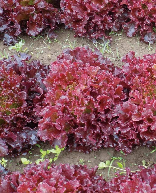 Organic Lettuce Brentwood - West Coast Seeds - Image 2