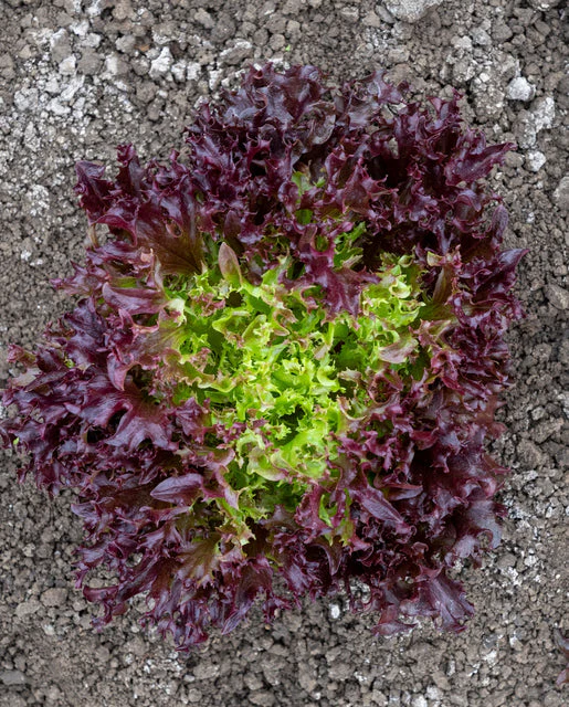 Organic Lettuce Burgandy - West Coast Seeds - Image 2