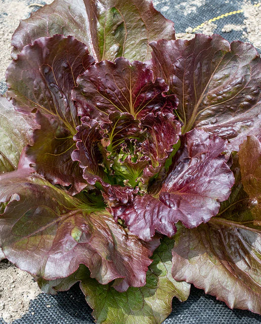 Lettuce Red Iceberg - West Coast Seeds - Image 2