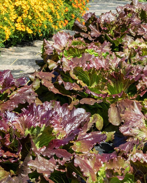Lettuce Red Iceberg - West Coast Seeds - Image 3