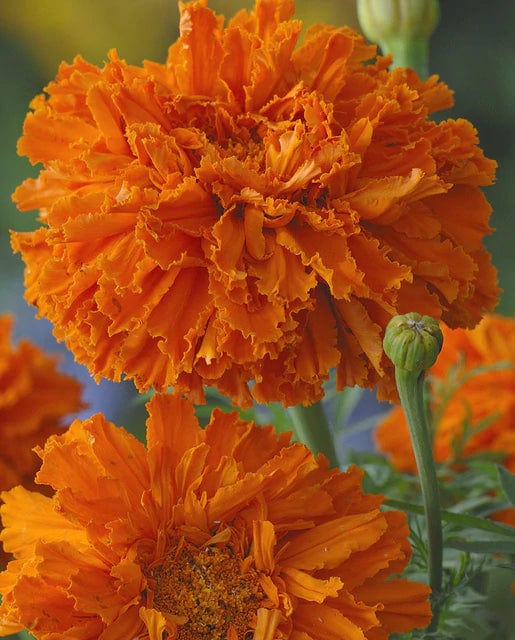 Marigold Kees' Orange - West Coast Seeds - Image 2