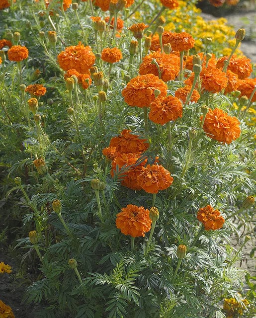 Marigold Kees' Orange - West Coast Seeds - Image 3