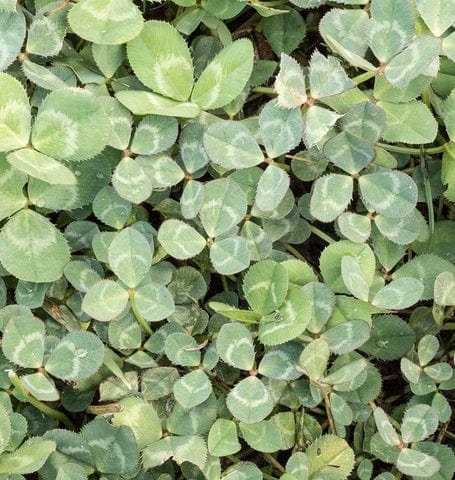 Microclover 250g Pelleted - West Coast Seeds - Image 2