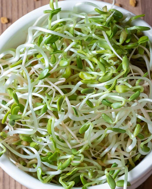 Organic Microgreen Fenugreek - West Coast Seeds - Image 2