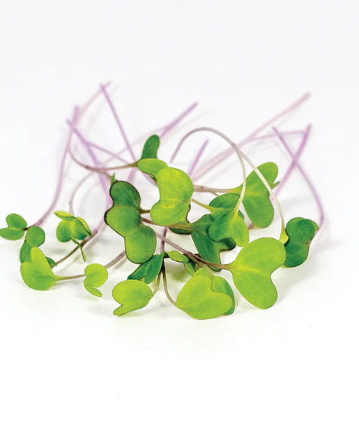 Microgreen Kohlrabi - West Coast Seeds - Image 2