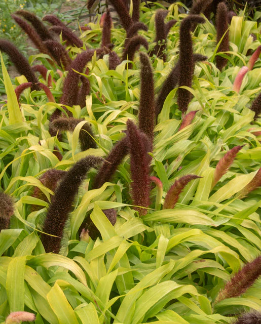 Millet Jade Princess - West Coast Seeds