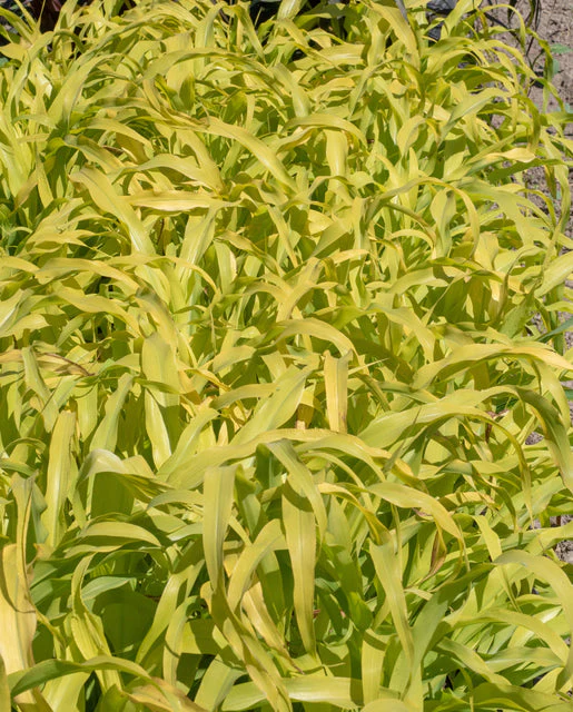 Millet Jade Princess - West Coast Seeds - Image 2