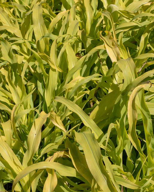 Millet Jade Princess - West Coast Seeds - Image 3
