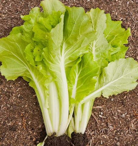 Organic Mustard Tokyo Bekana - West Coast Seeds Ltd - Image 2
