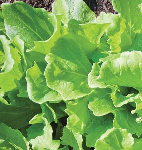 Organic Mustard Tokyo Bekana - West Coast Seeds Ltd - Image 3