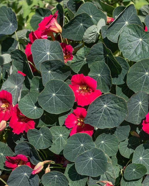 Nasturtium Baby Rose - West Coast Seeds - Image 2