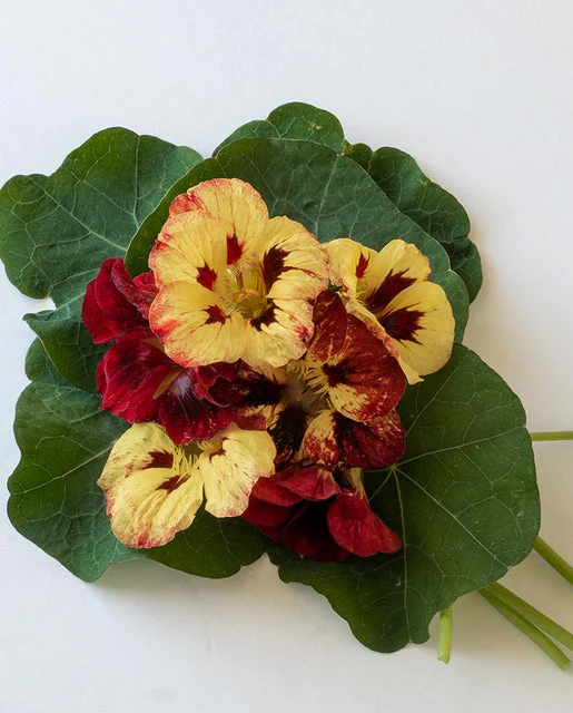 Nasturtium Bloody Mary - West Coast Seeds - Image 2