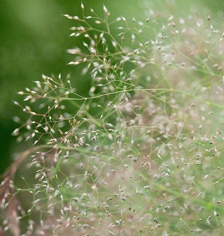 Ornamental Cloud Grass - West Coast Seeds - Image 2