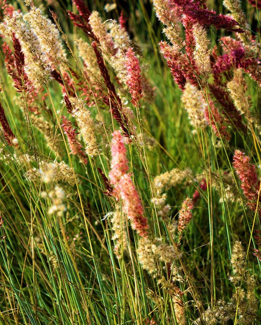 Ornamental Grass Ruby - West Coast Seeds - Image 2