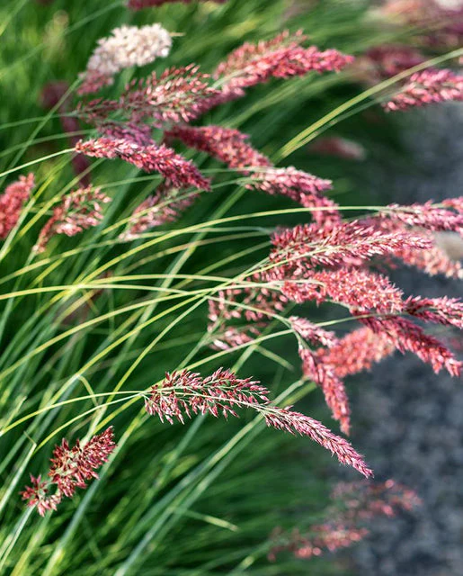 Ornamental Grass Ruby - West Coast Seeds - Image 3