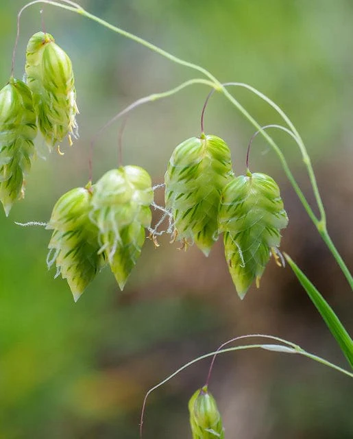 Ornamental Quaking Grass - West Coast Seeds - Image 2