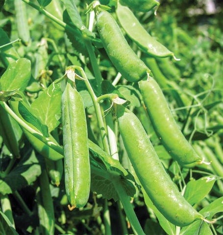 Pea Shelling Bolero - West Coast Seeds - Image 2