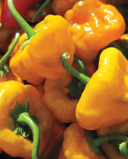 Pepper Scotch Bonnet - West Coast Seeds - Image 2