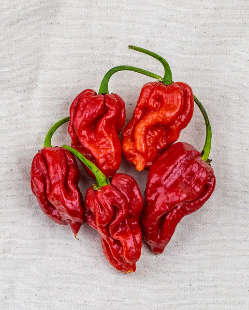 Pepper Trinidad Scorpion - West Coast Seeds - Image 2