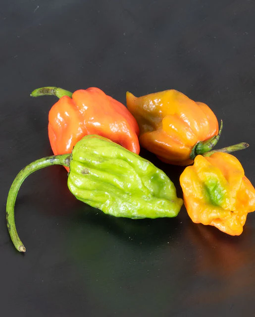 Pepper Trinidad Scorpion - West Coast Seeds - Image 3