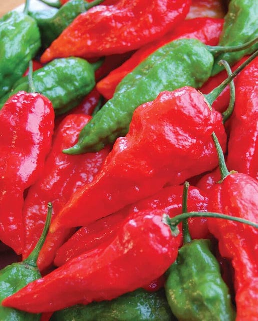 Pepper Ghost Chili - West Coast Seeds - Image 2