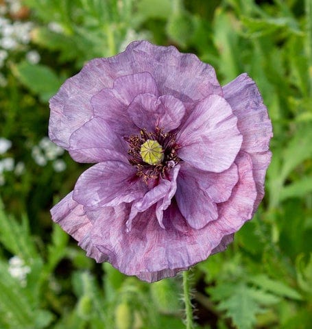 Poppy Amazing Grey - West Coast Seeds - Image 2
