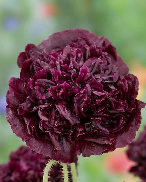 Poppy Black Peony - West Coast Seeds - Image 2