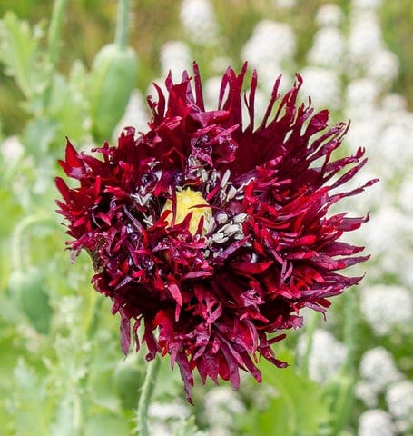 Poppy Black Swan - West Coast Seeds - Image 2