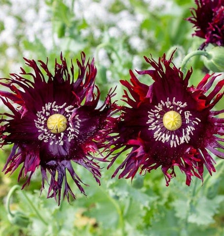 Poppy Black Swan - West Coast Seeds - Image 3