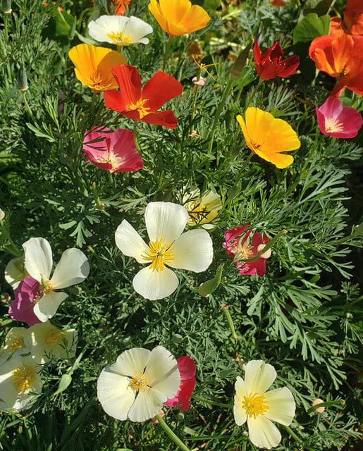 California Poppy Formula Mix - West Coast Seeds - Image 2