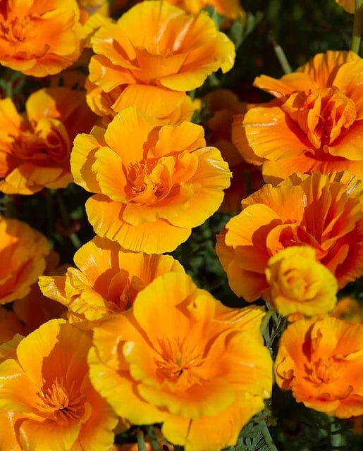 California Poppy Lady Marmalade - West Coast Seeds - Image 2