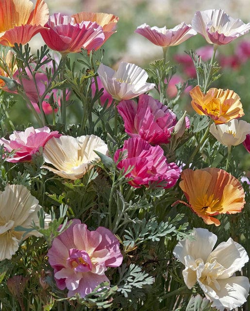 California Poppy Thai Silk Formula - West Coast Seeds - Image 2