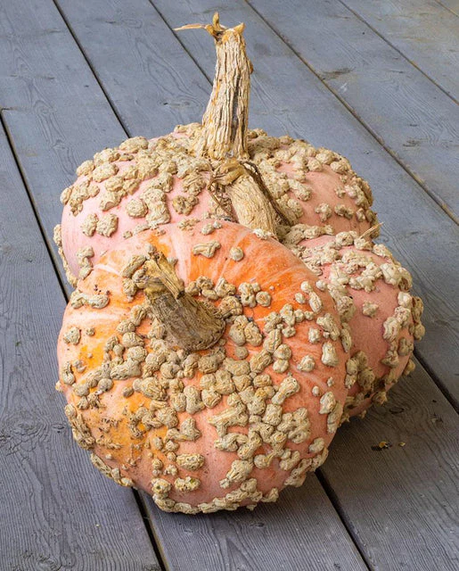 Organic Pumpkin Galeux d'Eysines - West Coast Seeds - Image 2