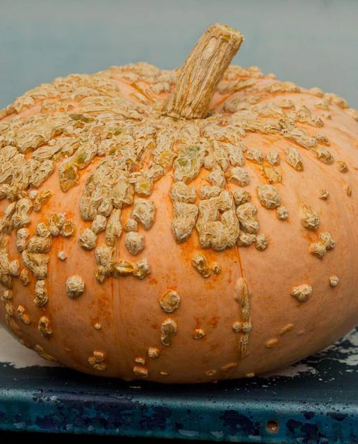 Organic Pumpkin Galeux d'Eysines - West Coast Seeds - Image 3