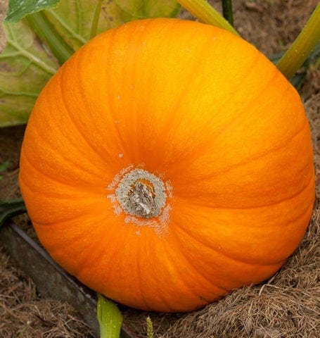 Pumpkin Neon - West Coast Seeds - Image 2