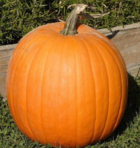 Pumpkin Neon - West Coast Seeds - Image 3