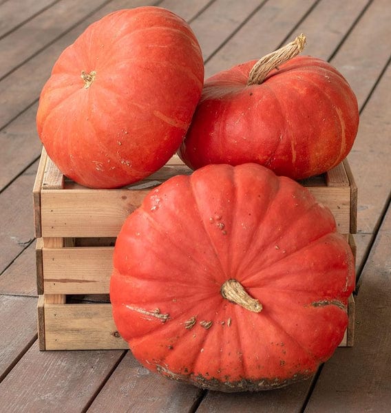 Pumpkin Rouge Vif d’Etampes - West Coast Seeds - Image 2
