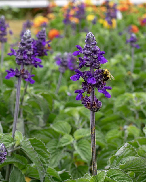Salvia Big Blue - West Coast Seeds - Image 2