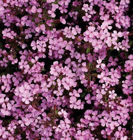 Saponaria Rock Soapwort - West Coast Seeds - Image 2