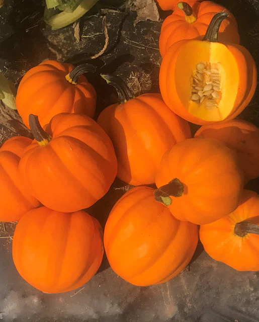 Squash Goldilocks - West Coast Seeds - Image 2