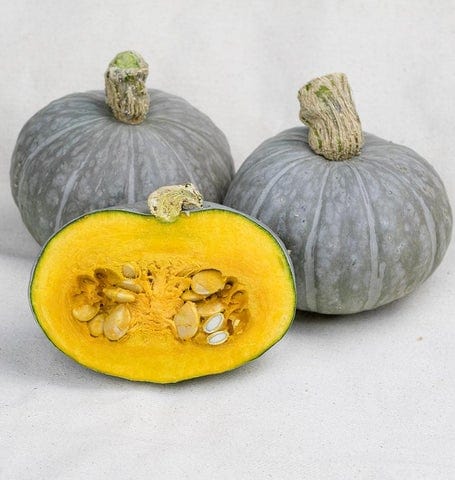 Squash Shokichi Green Mini - West Coast Seeds - Image 2