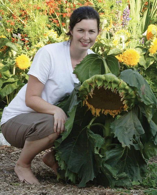 Sunflower Dwarf Sunspot - West Coast Seeds - Image 4
