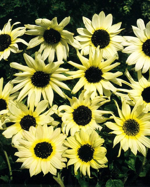 Sunflower Italian White - West Coast Seeds - Image 2