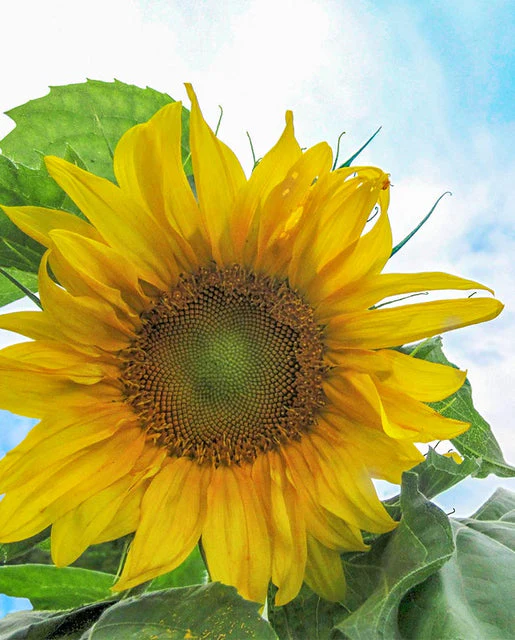 Organic Sunflower Mongolian Giant - West Coast Seeds - Image 2