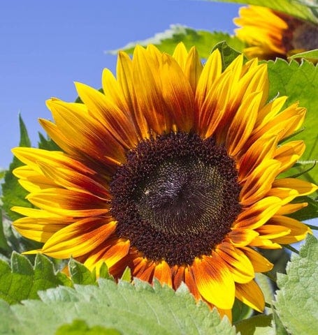 Sunflower Solar Power - West Coast Seeds - Image 2