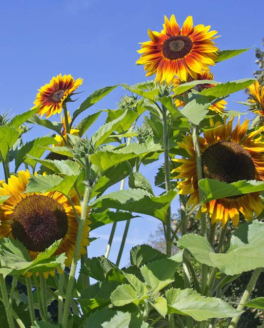 Sunflower Solar Power - West Coast Seeds - Image 3