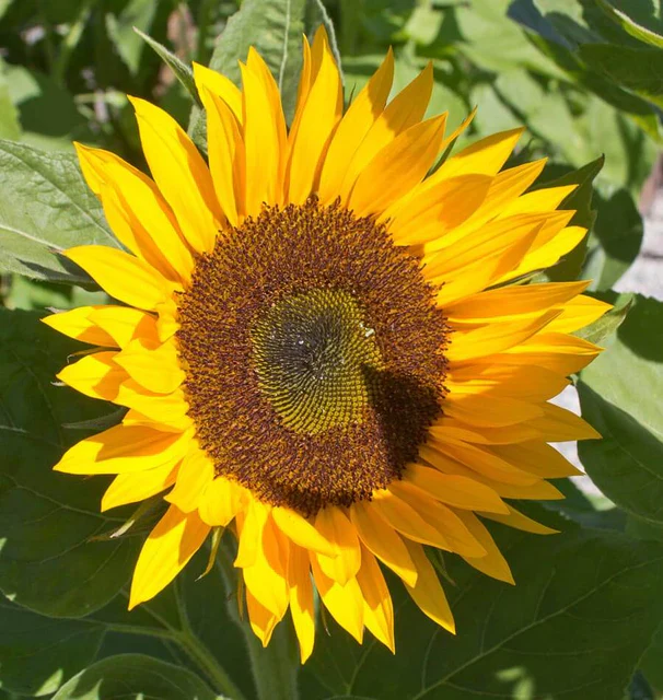Organic Sunflower Zohar - West Coast Seeds - Image 2
