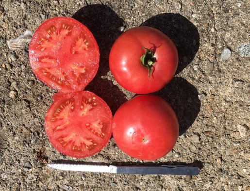 Organic Tomato Damsel - West Coast Seeds - Image 2
